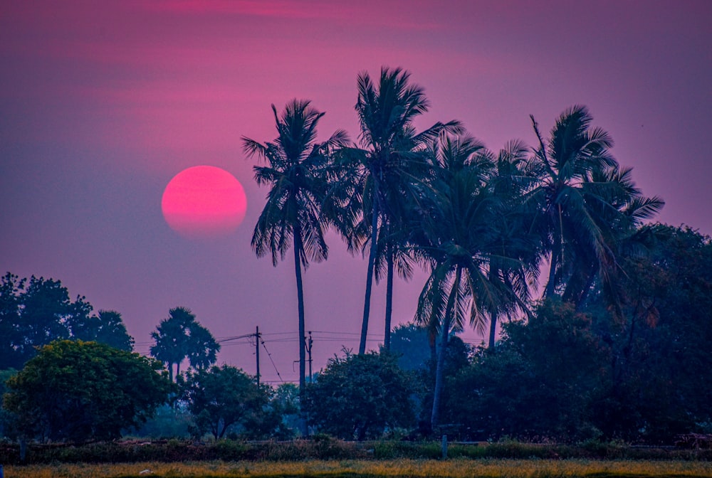 green palm trees during daytime