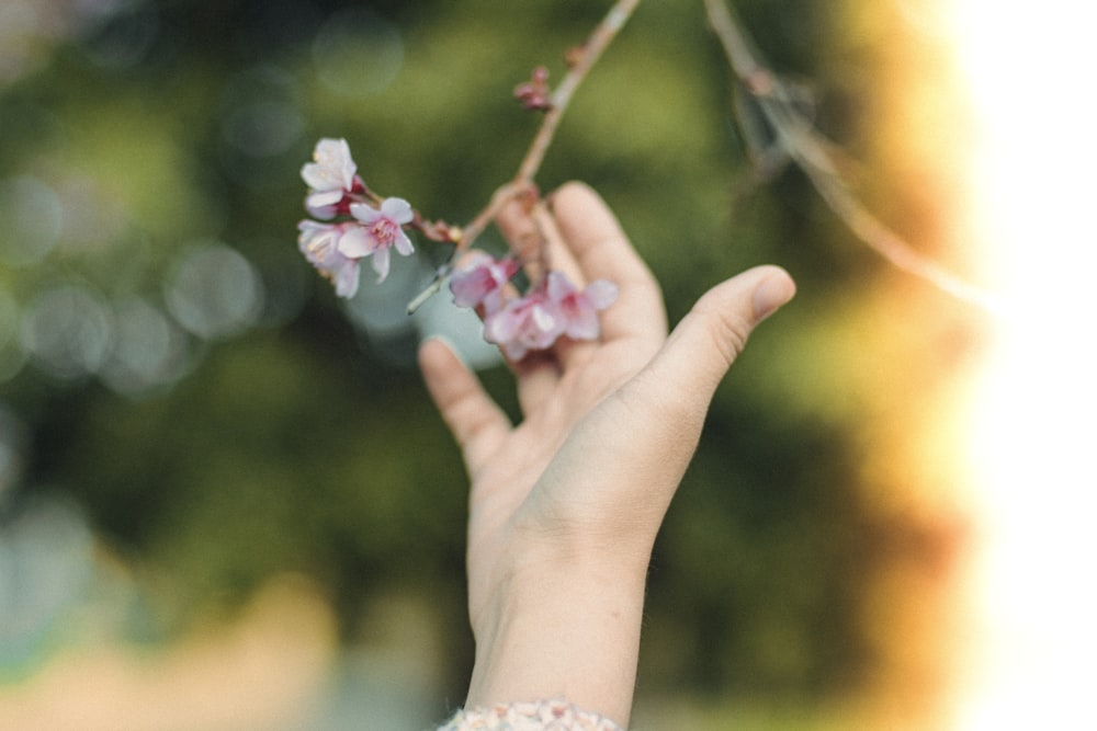 person holding white and pink flowers