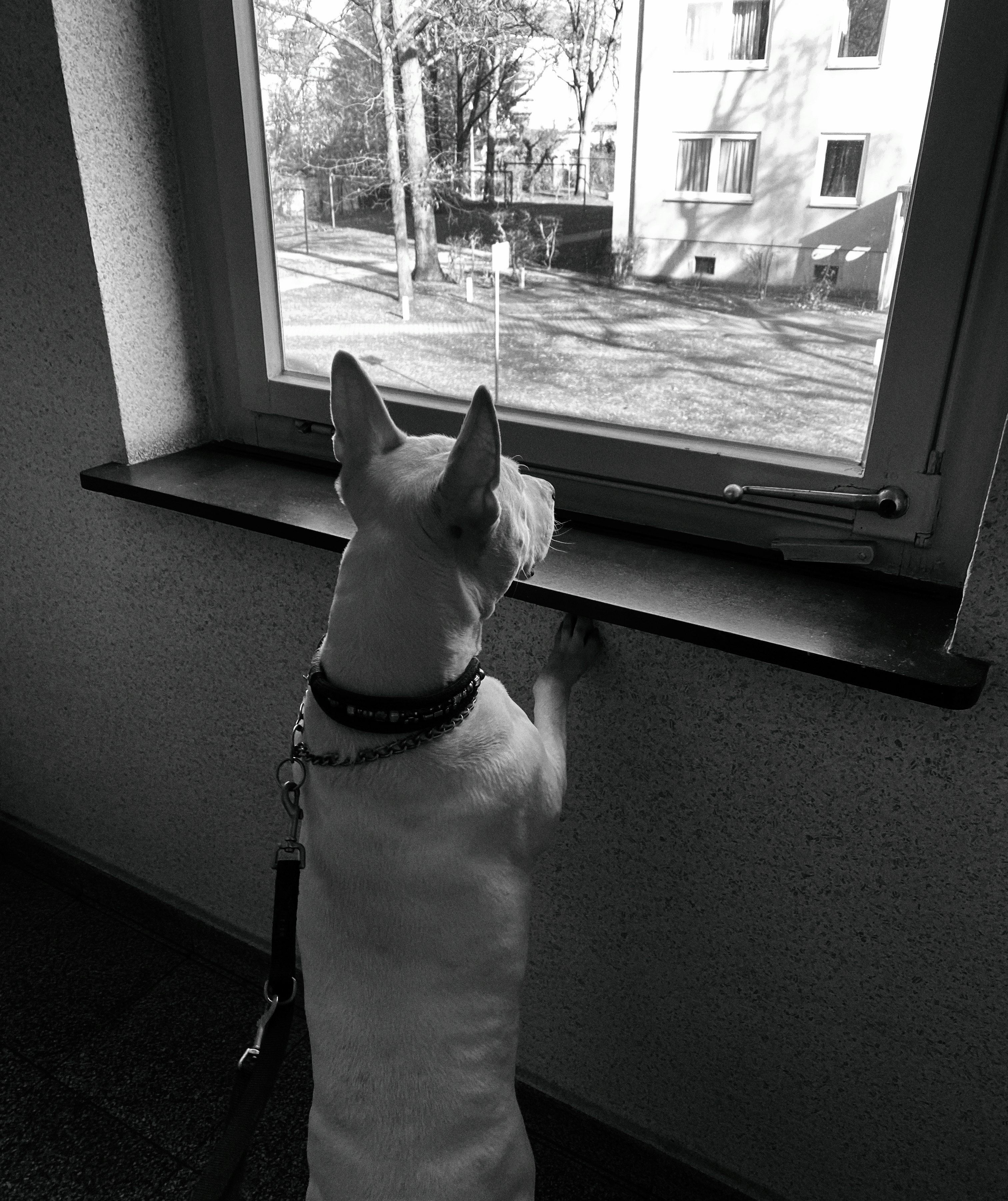 grayscale photo of short coated dog near window