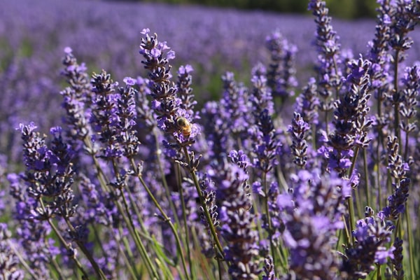 Hidcote Lavender