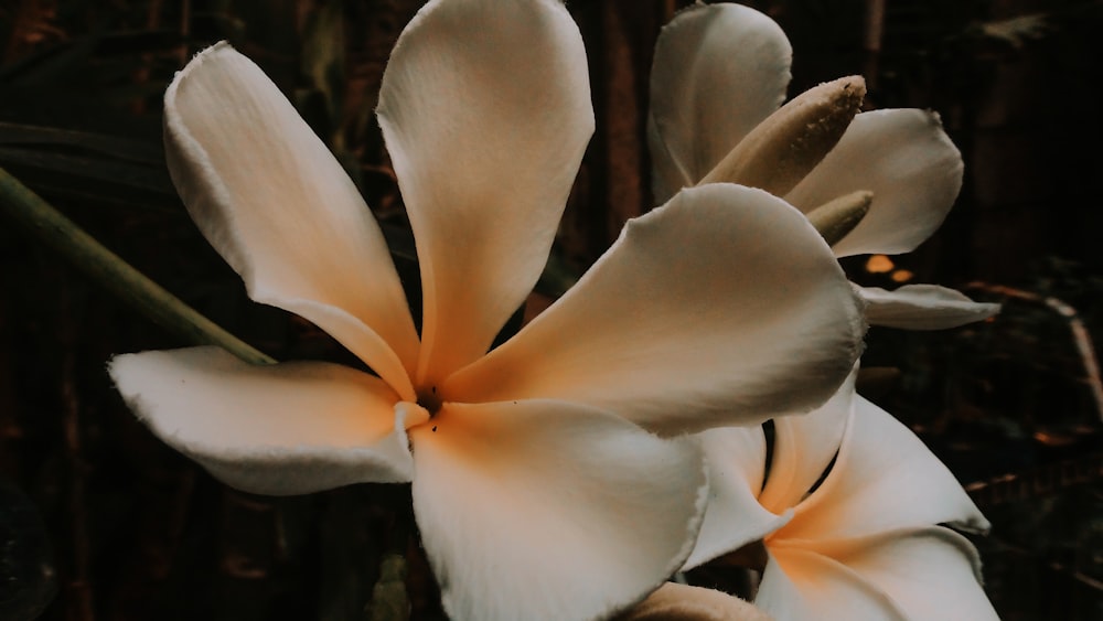weiße und orangefarbene Blume in Nahaufnahme