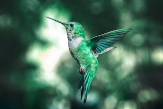 green and black humming bird