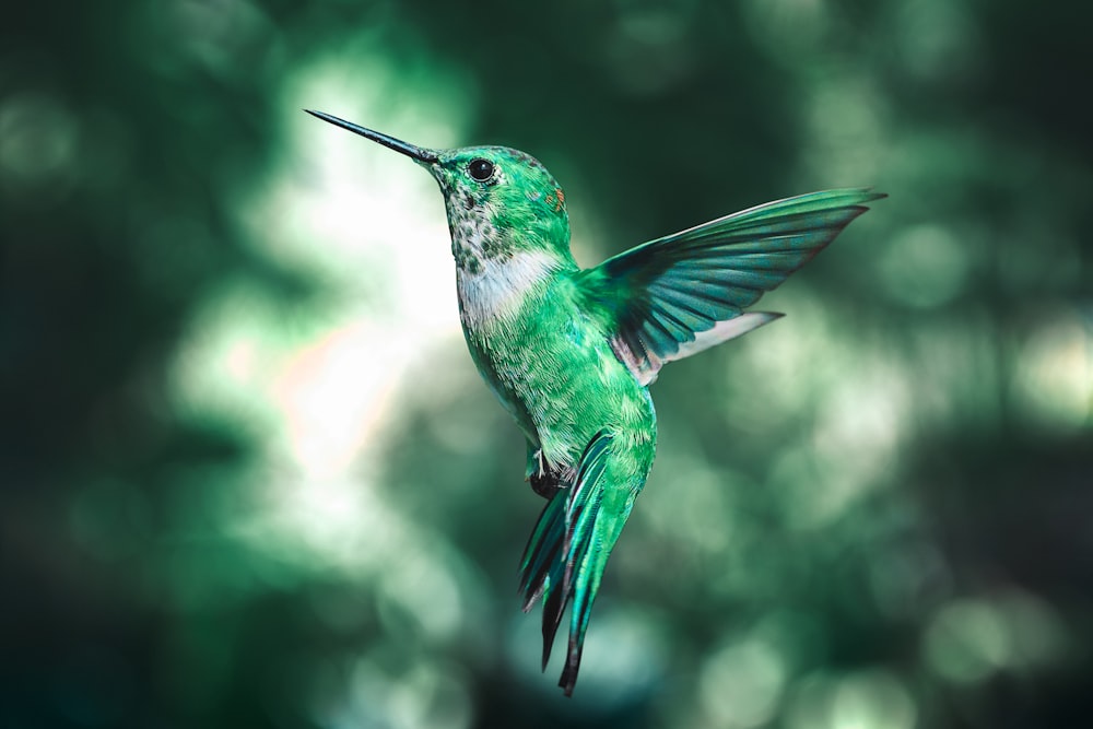 colibri vert et noir