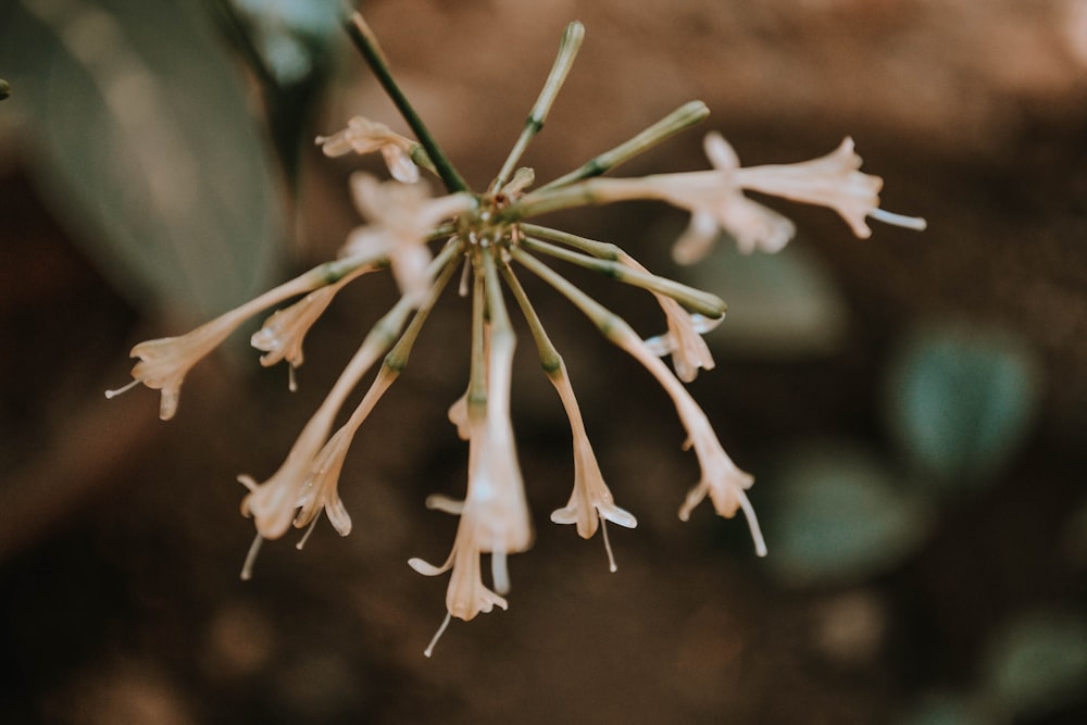 pink and white flower in tilt shift lens