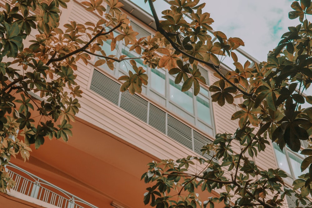 green leaves near white window frame