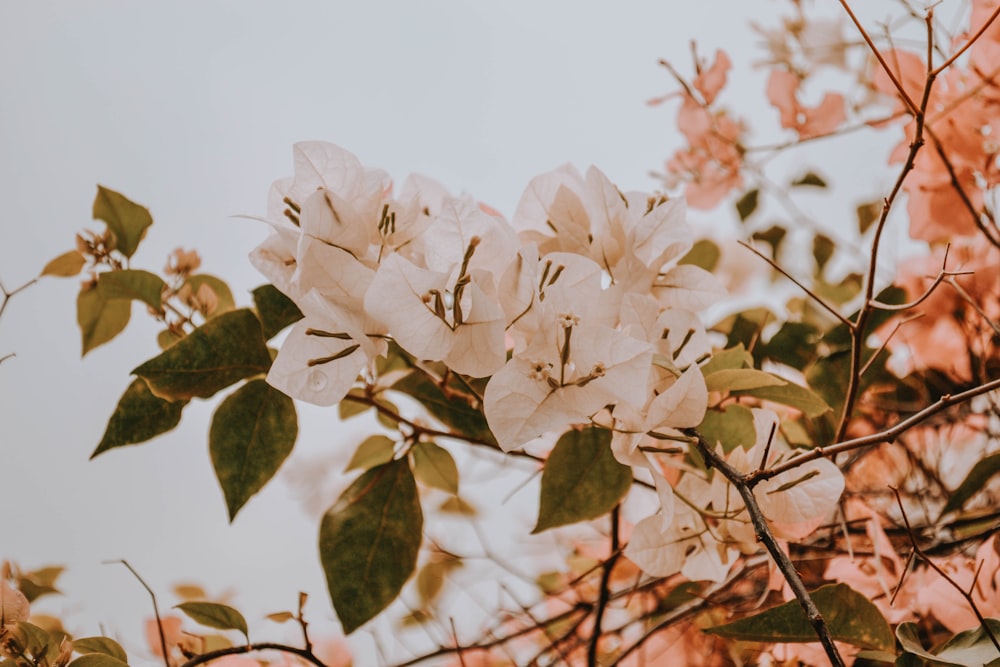 fleurs blanches sur tige brune