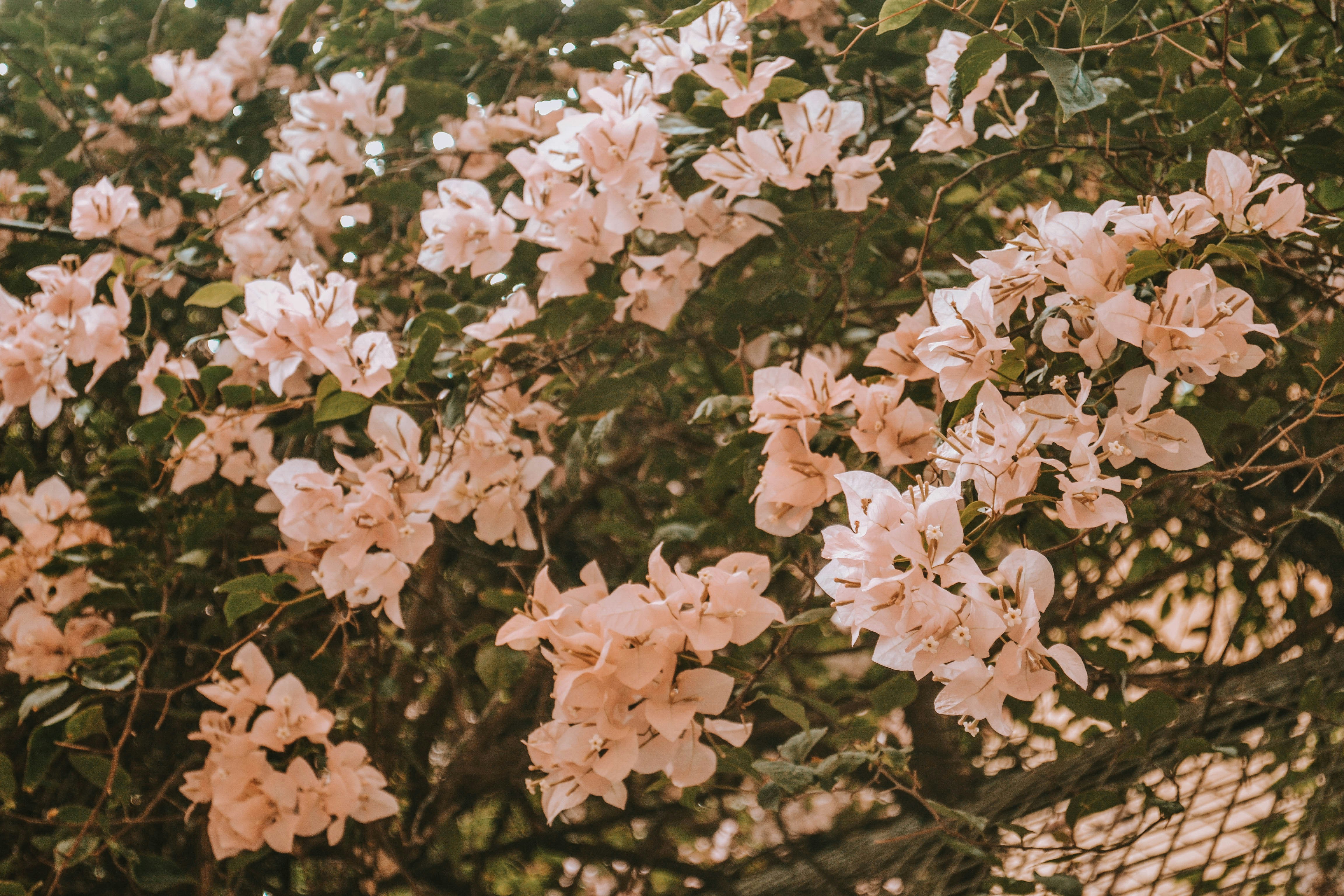 緑の葉と白い花の写真 Unsplashで見つけるフィリピンの無料写真