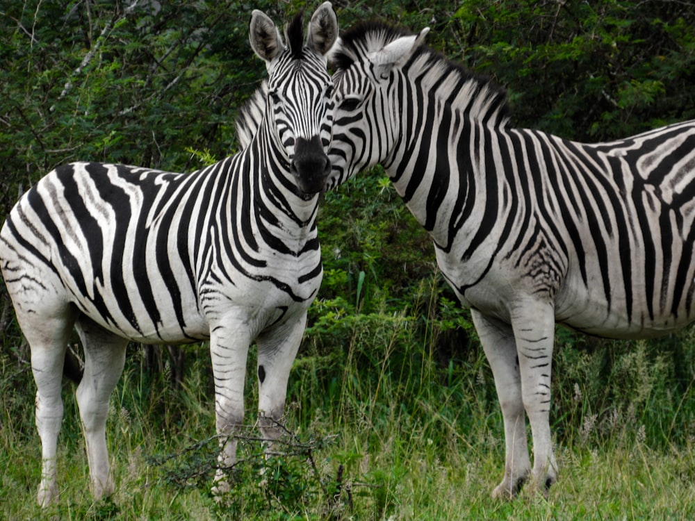zebra em pé no campo de grama verde durante o dia