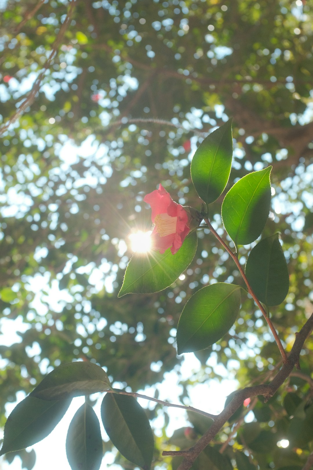 red flower in green leaves