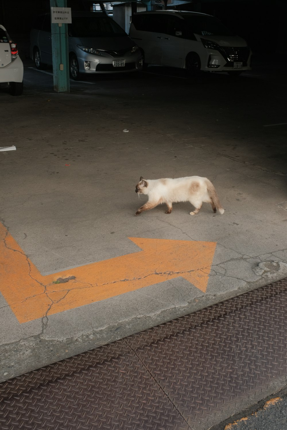 white cat lying on gray concrete floor