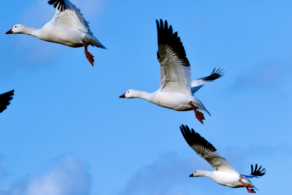 white duck flying during daytime