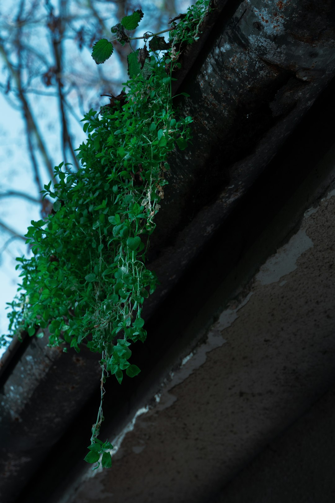 green plant on brown concrete wall