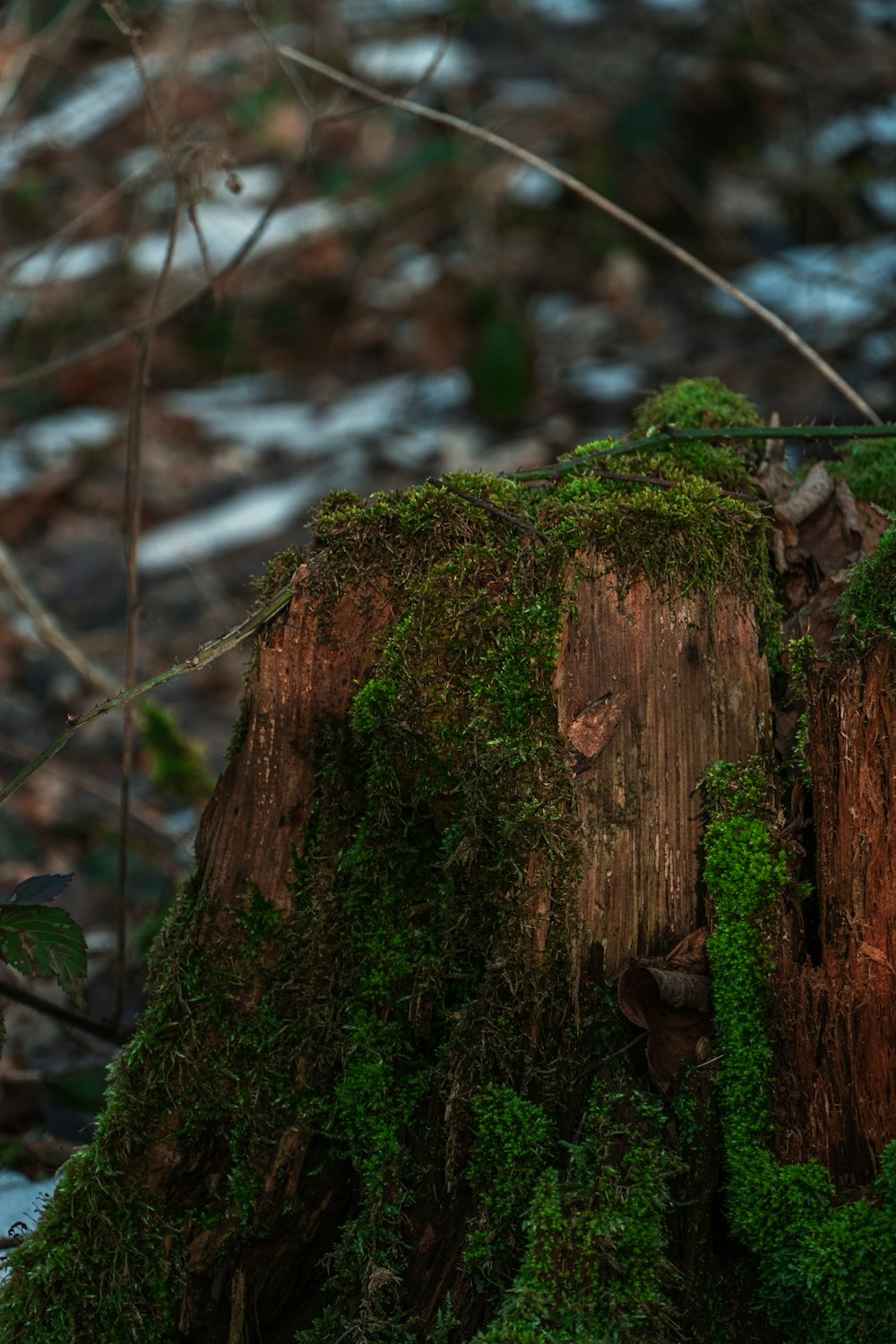 brown tree trunk with green moss