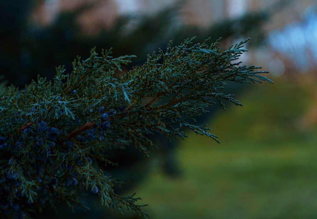 green pine tree in close up photography