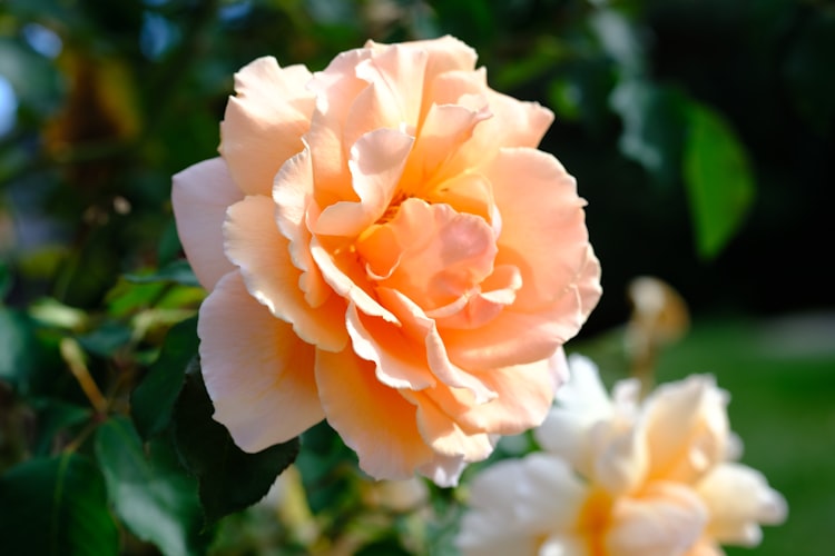 A pale, peach coloured rose
