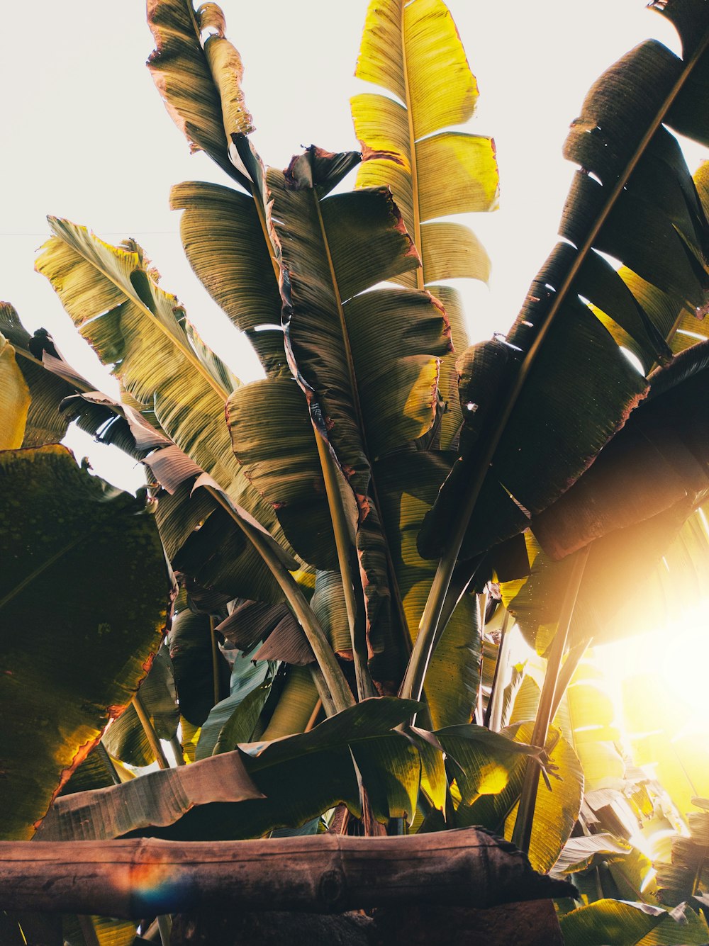 green banana tree during daytime