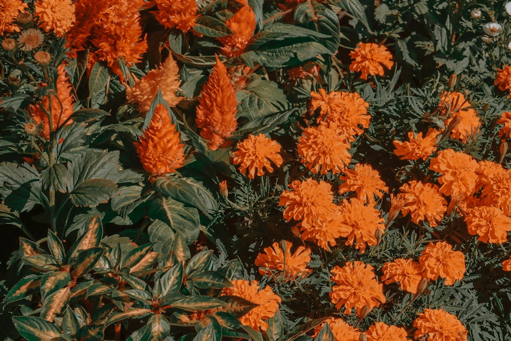 orange and green flower plant