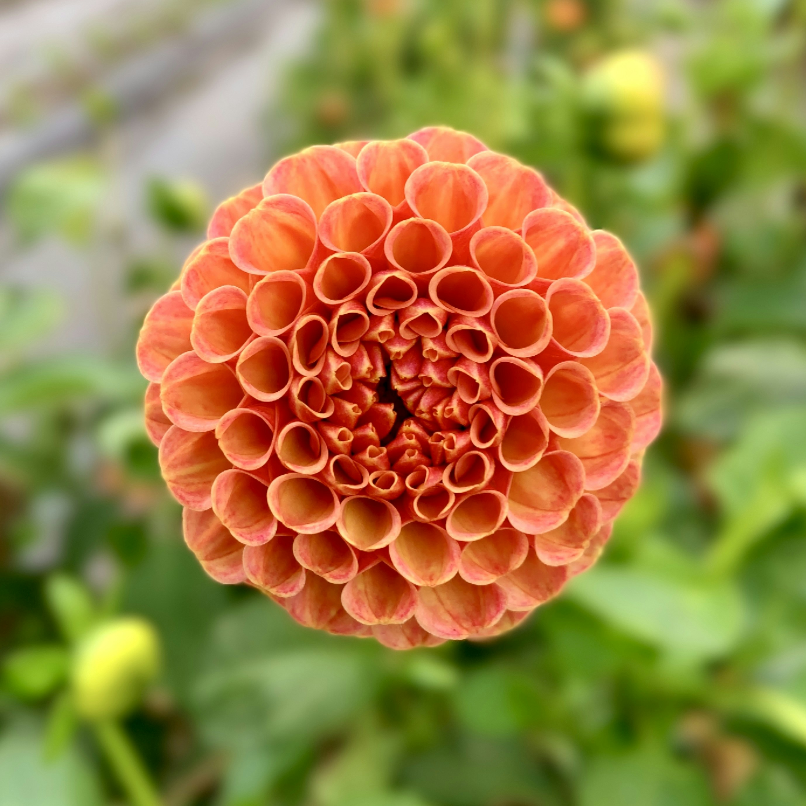 orange flower in tilt shift lens