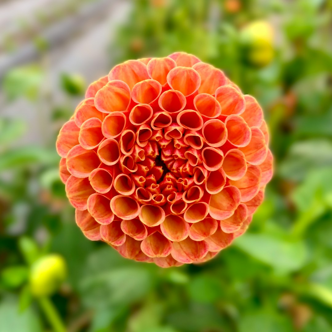 orange flower in tilt shift lens