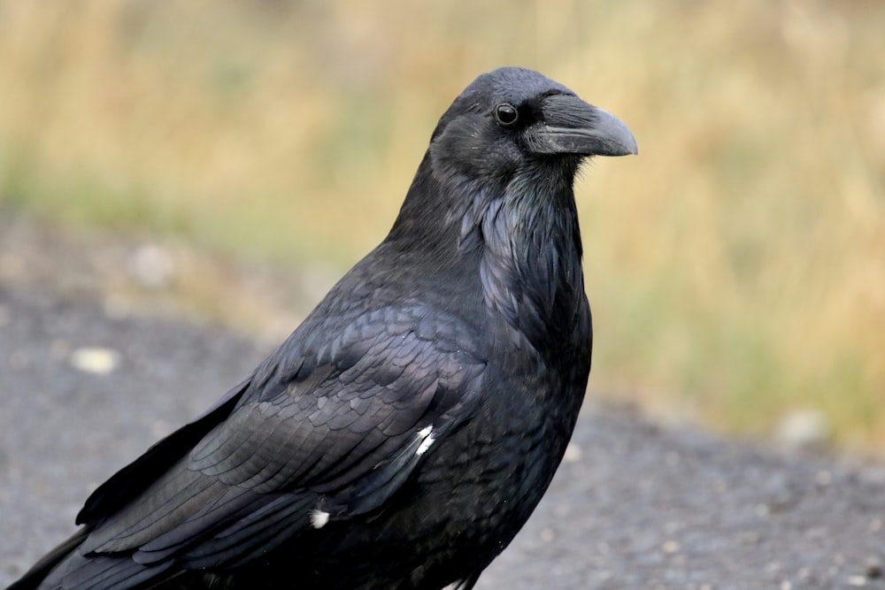 black bird on gray concrete surface during daytime