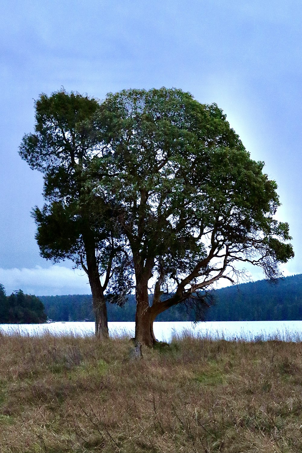 green tree on green grass field during daytime