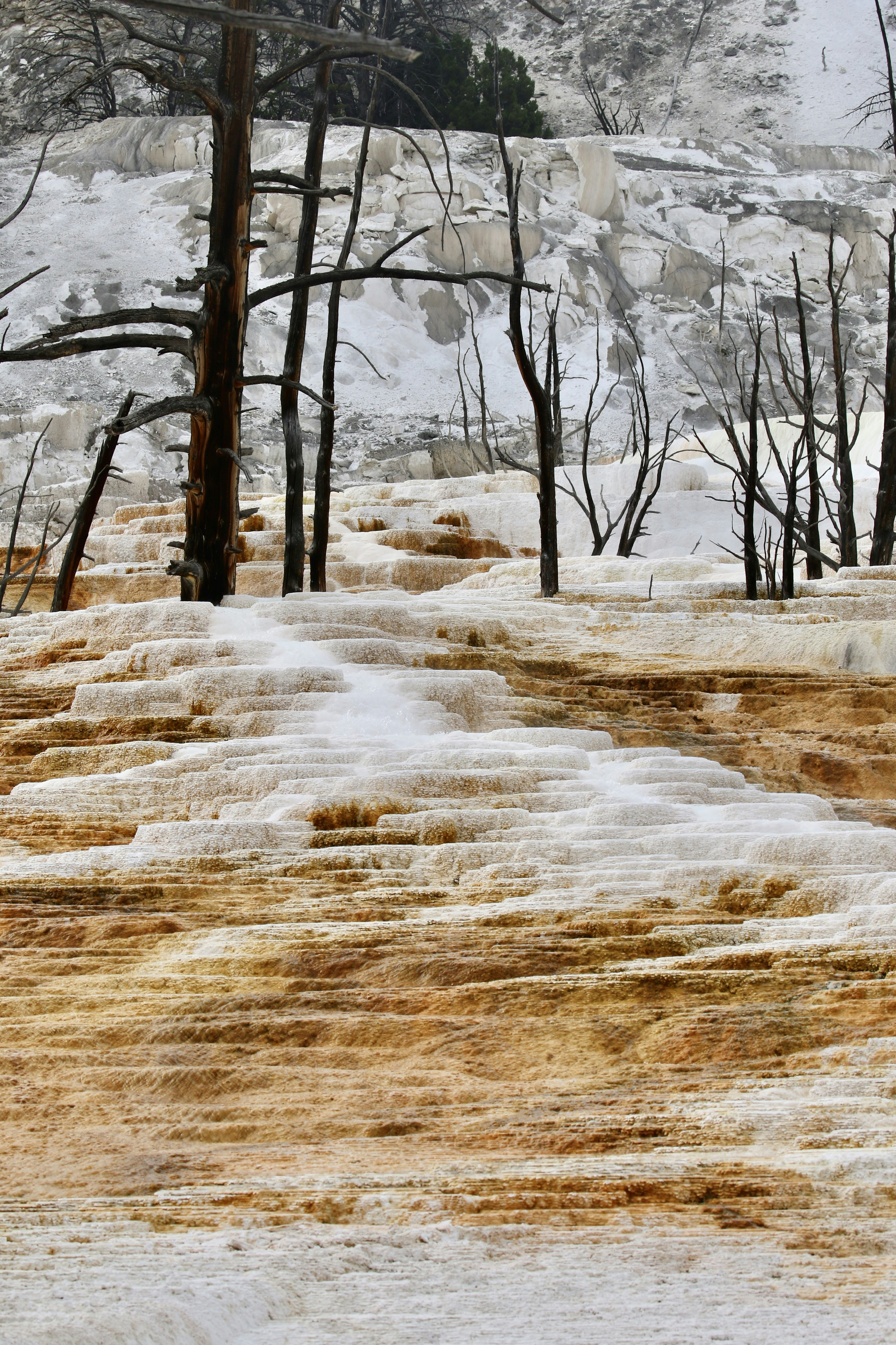 snow covered bare trees during daytime