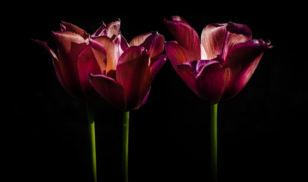 pink tulips in bloom close up photo
