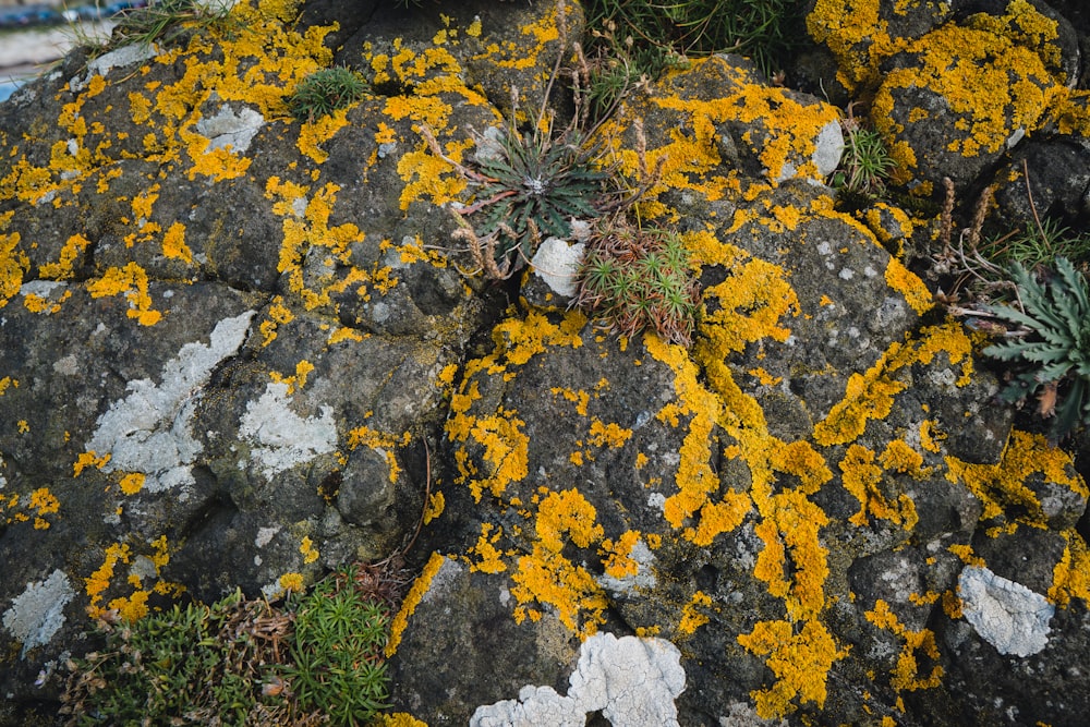 회색 바위에 노란색과 흰색 잎