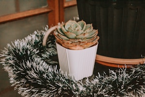 Charming Indoor Plant Gifts