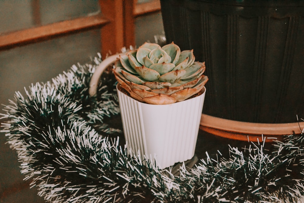 green cactus plant in white pot