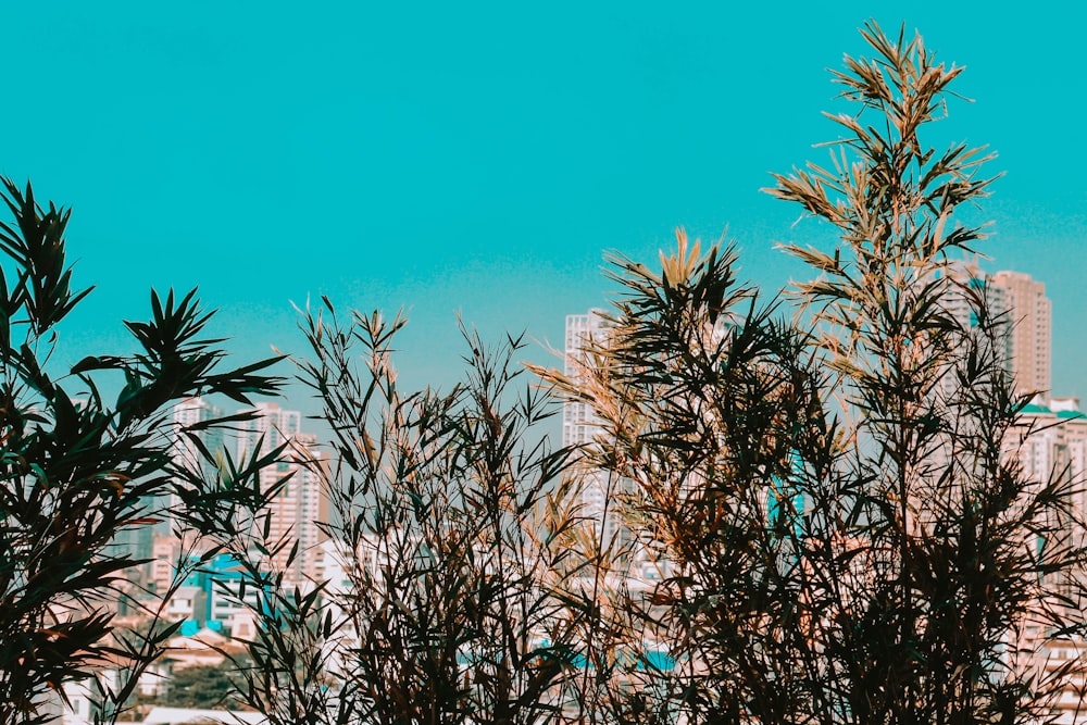 green palm tree near white concrete building during daytime