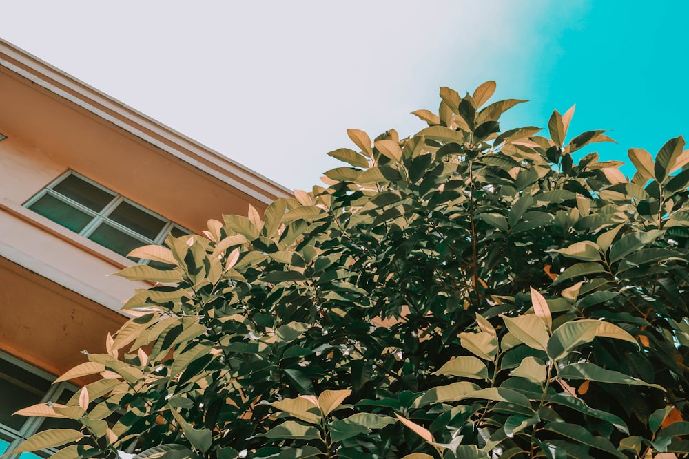 green plant under blue sky during daytime