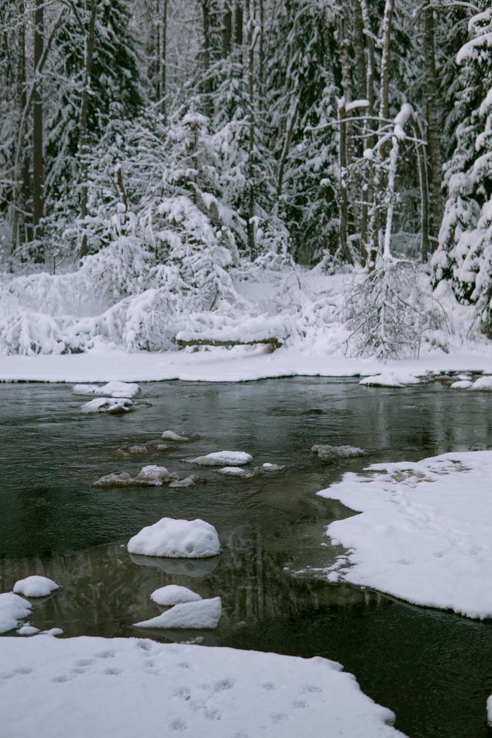 snow covered trees beside river during daytime