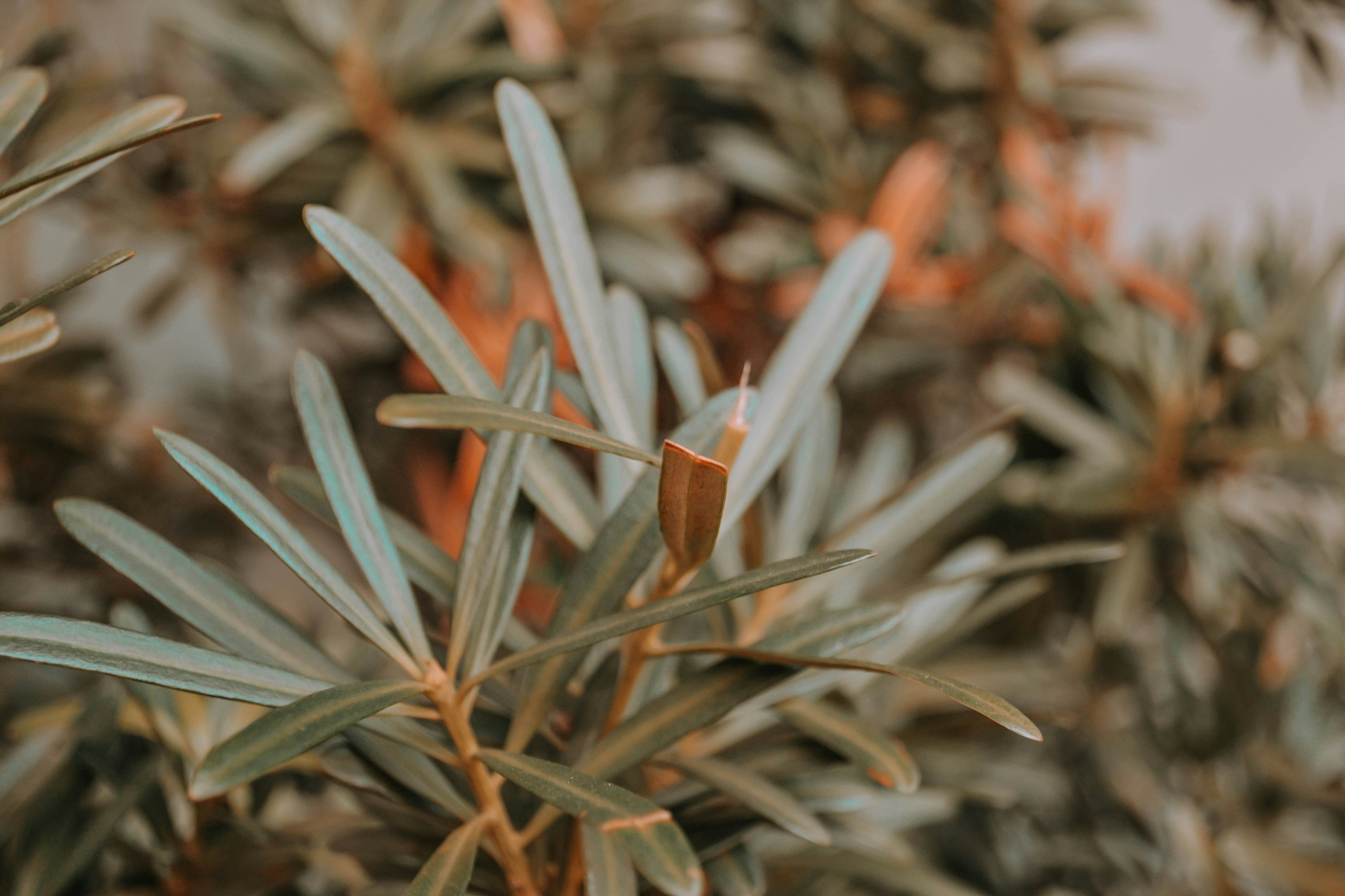 Photo by wanderfleur