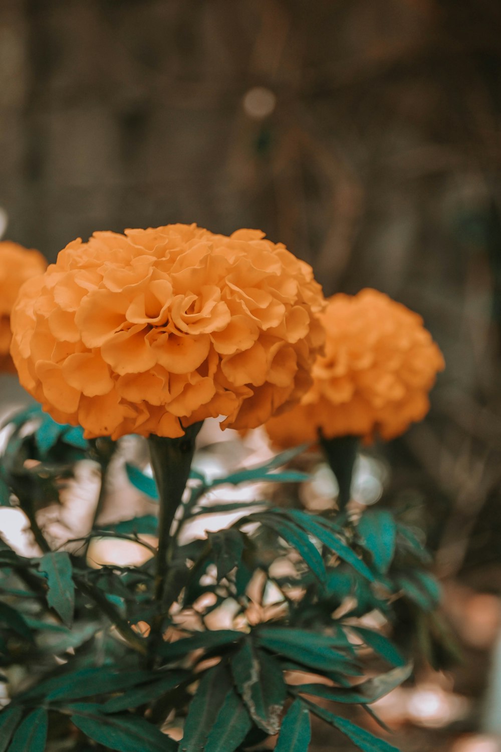 orange flower in tilt shift lens