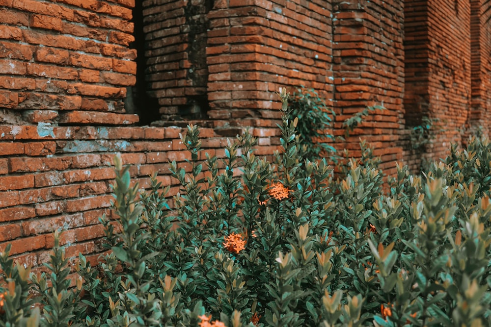 brown brick wall with green plants