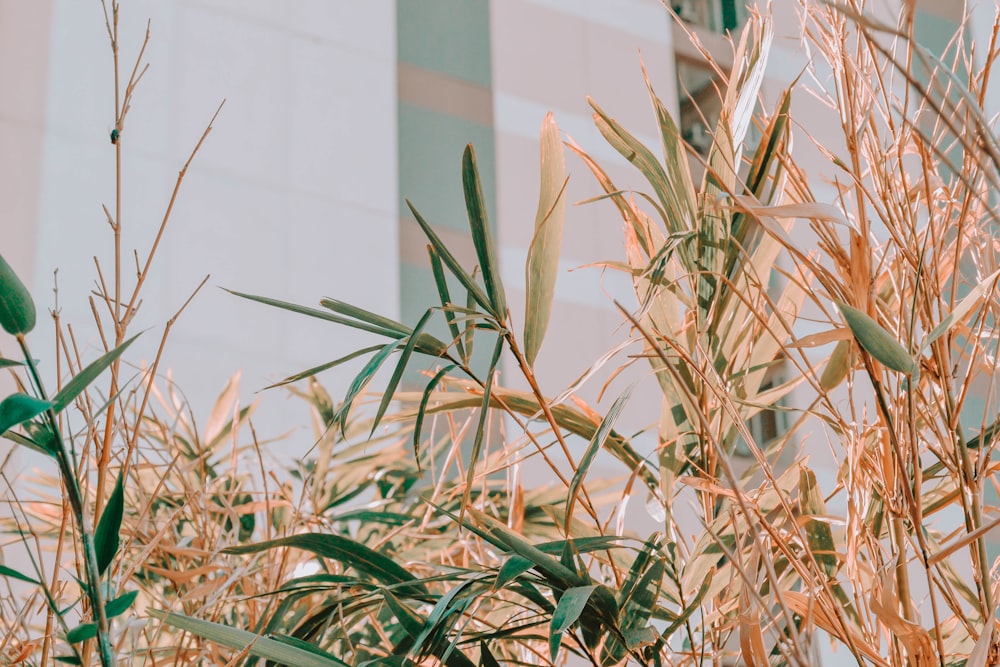 green plant near white wall