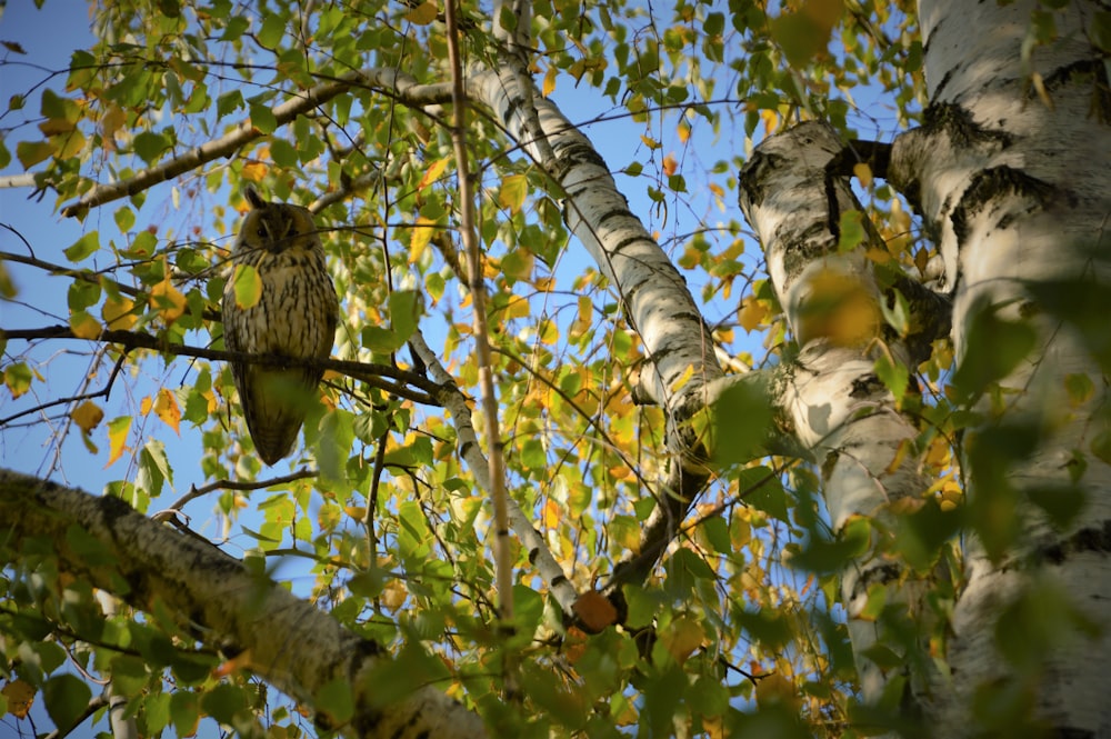 black and white bird on tree branch during daytime