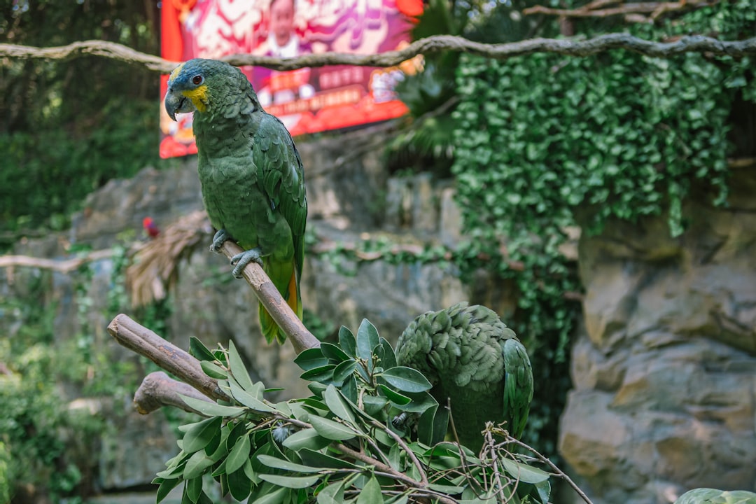 green and yellow bird on brown tree branch