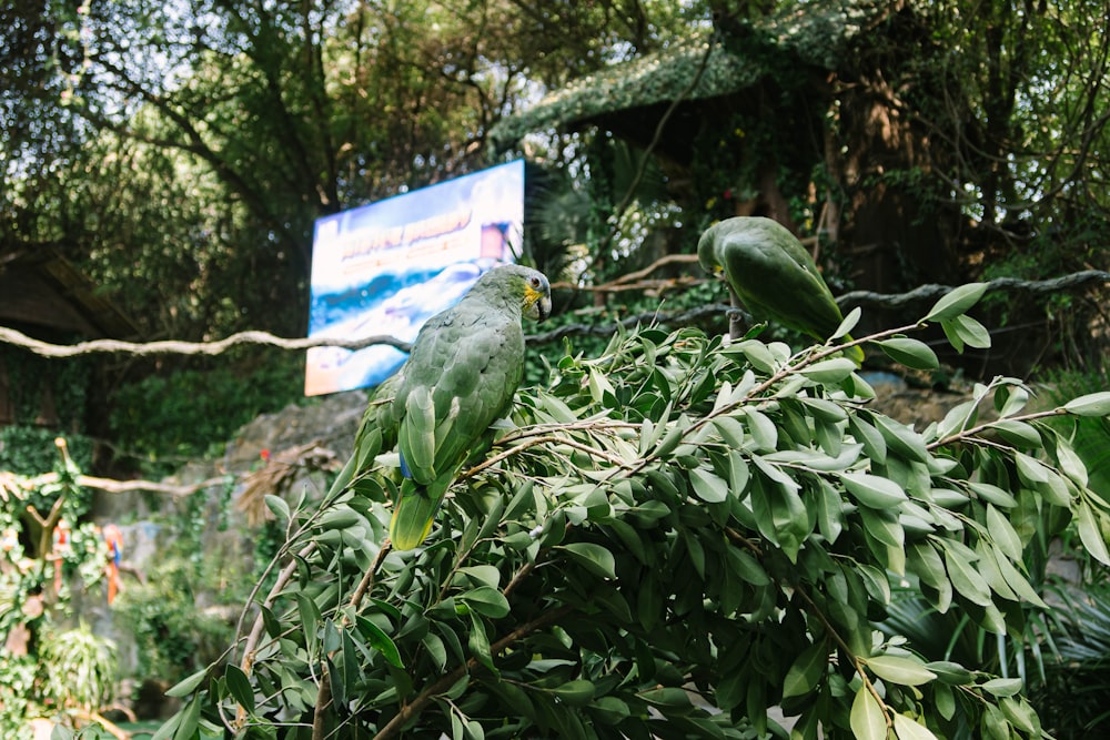 green bird on tree branch during daytime