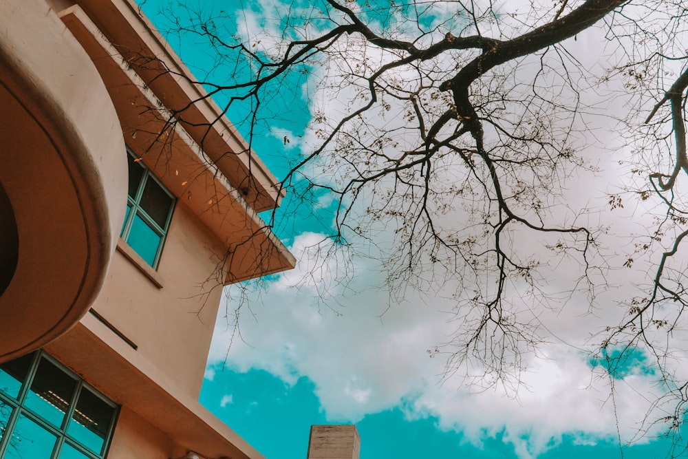 Árbol marrón cerca de un edificio de hormigón blanco durante el día