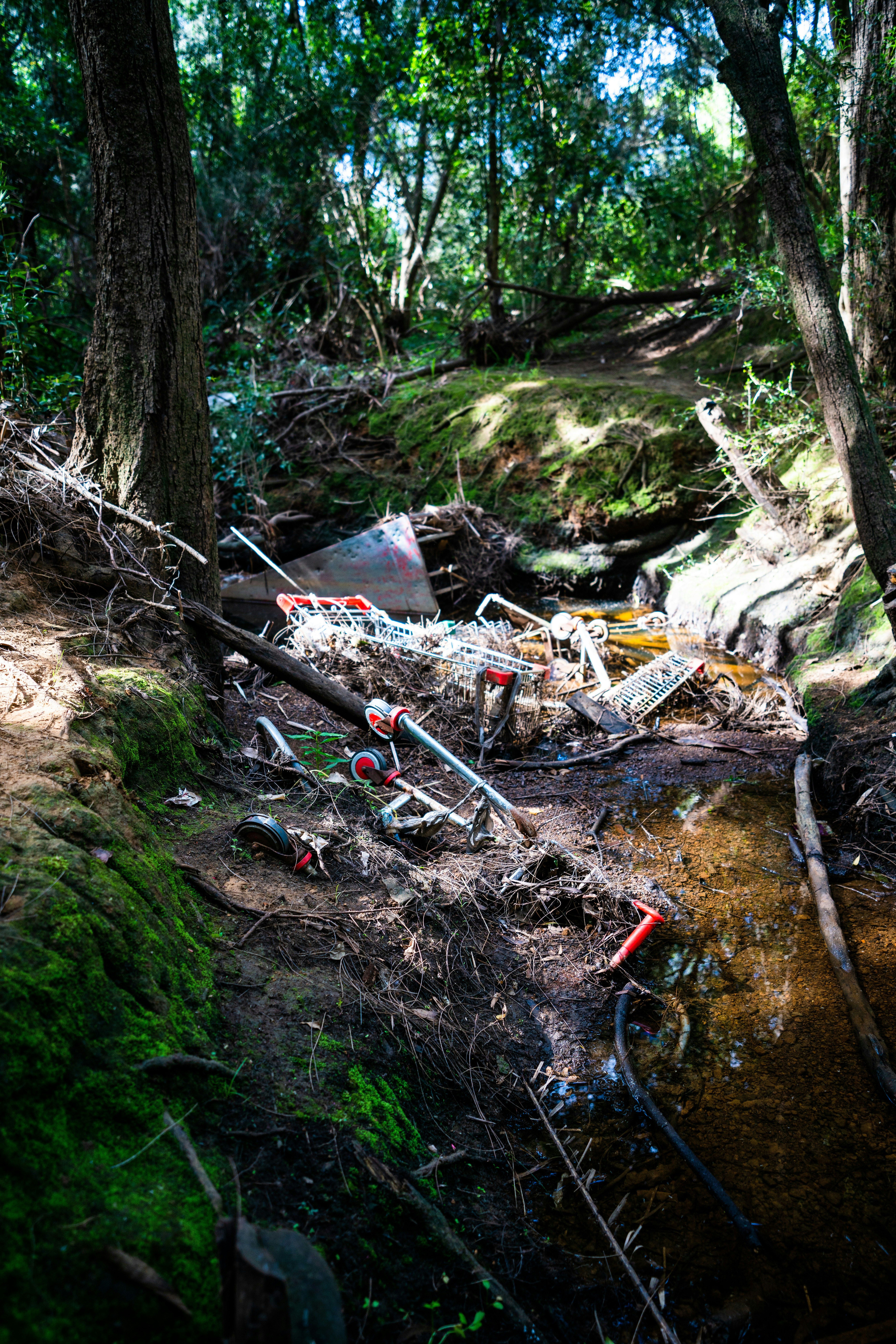 brown tree log on ground