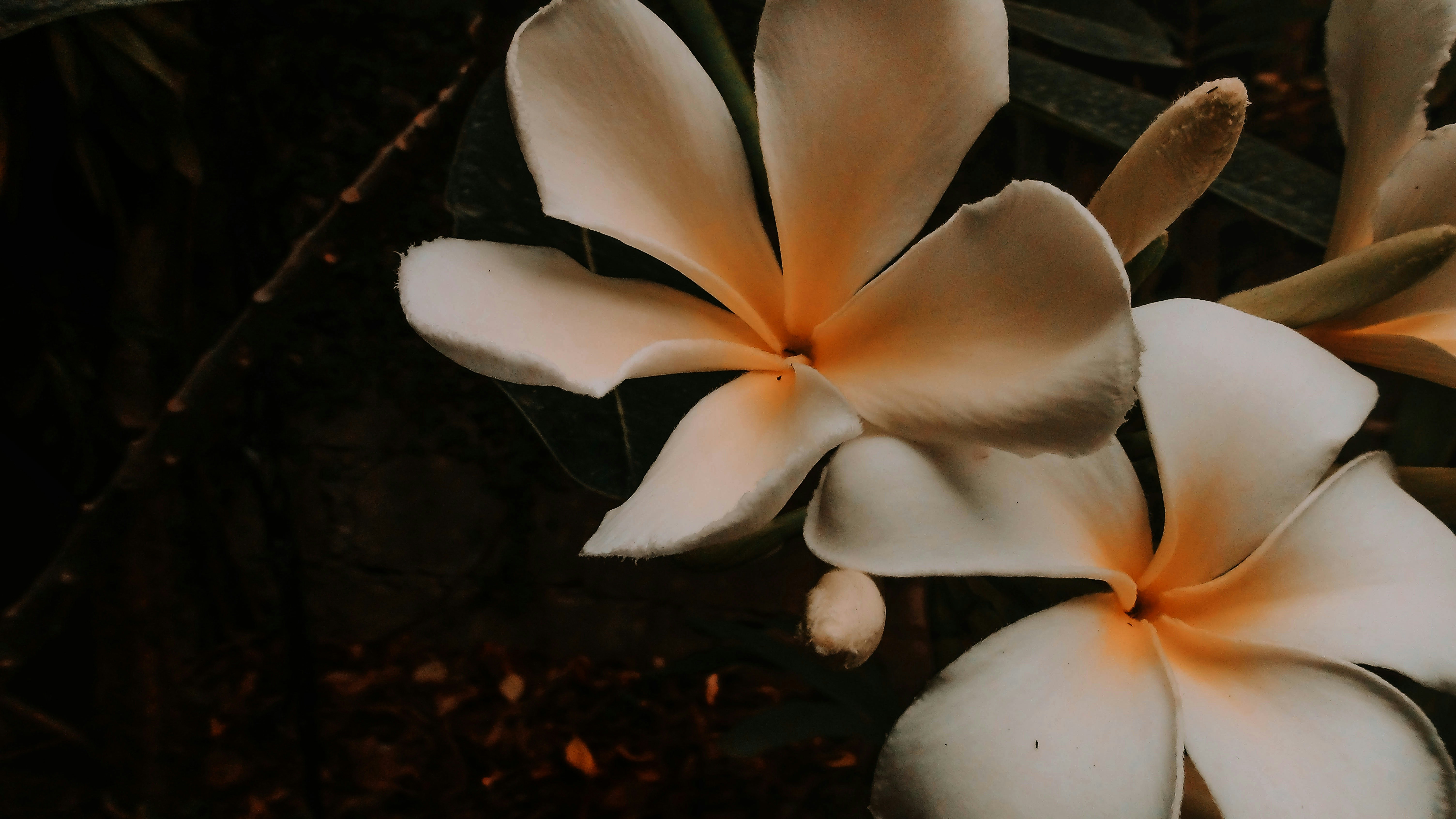 茶色の土に白とオレンジの花の写真 Unsplashで見つけるフィリピンの無料写真