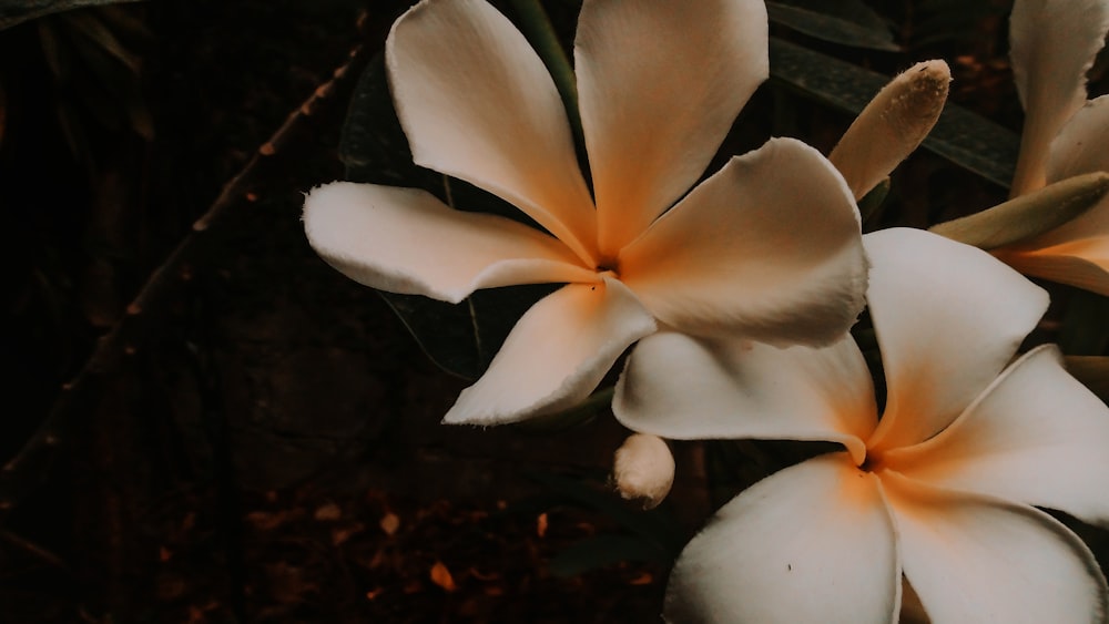 weiße und orangefarbene Blüte auf braunem Boden