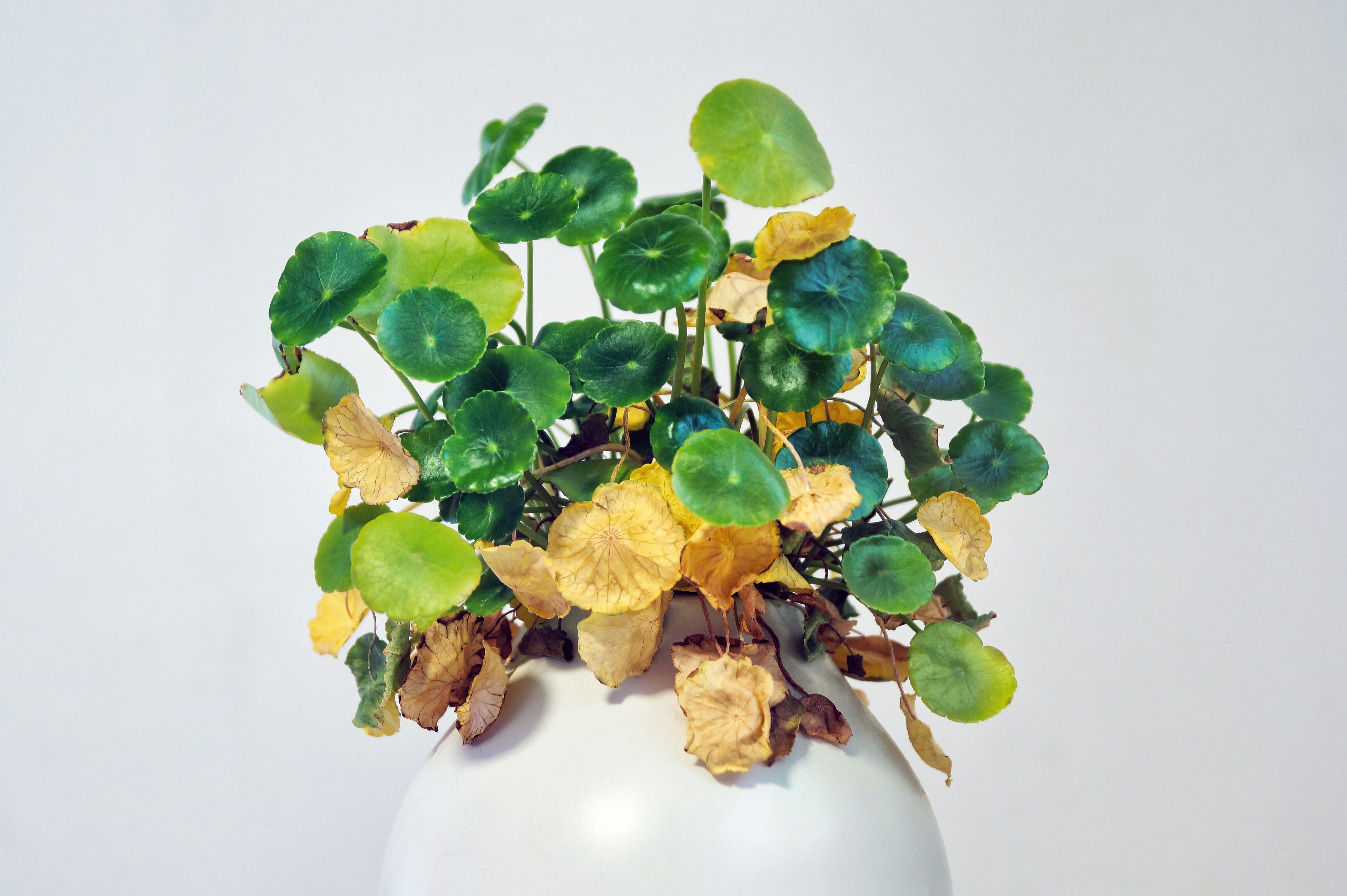 A potted plant with green leaves and a few yellowing older leaves at the base