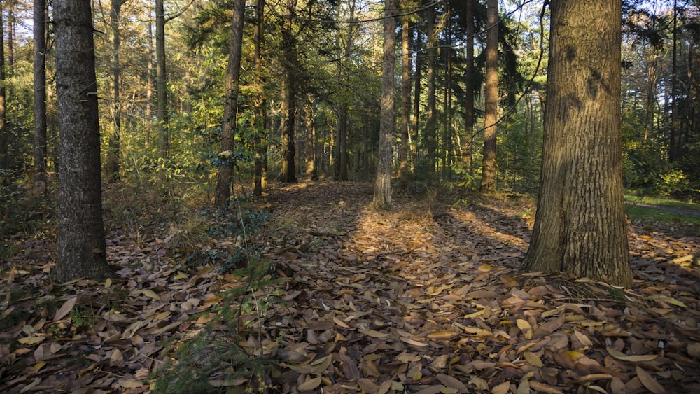 brown dried leaves on ground