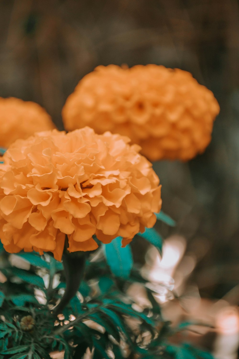 orange flower in tilt shift lens