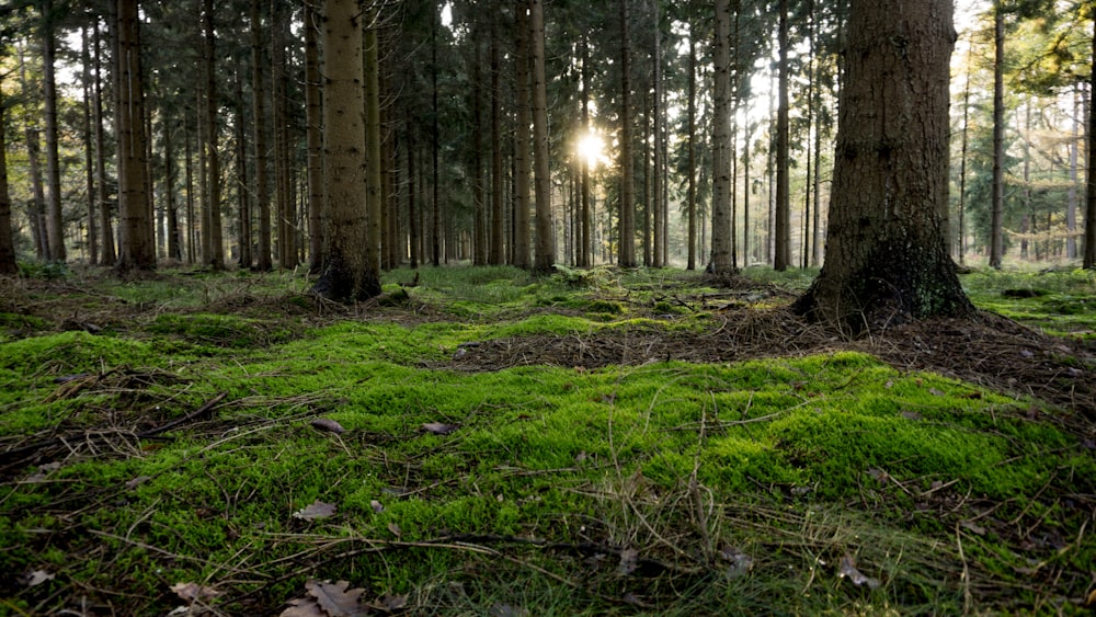 green grass and brown trees