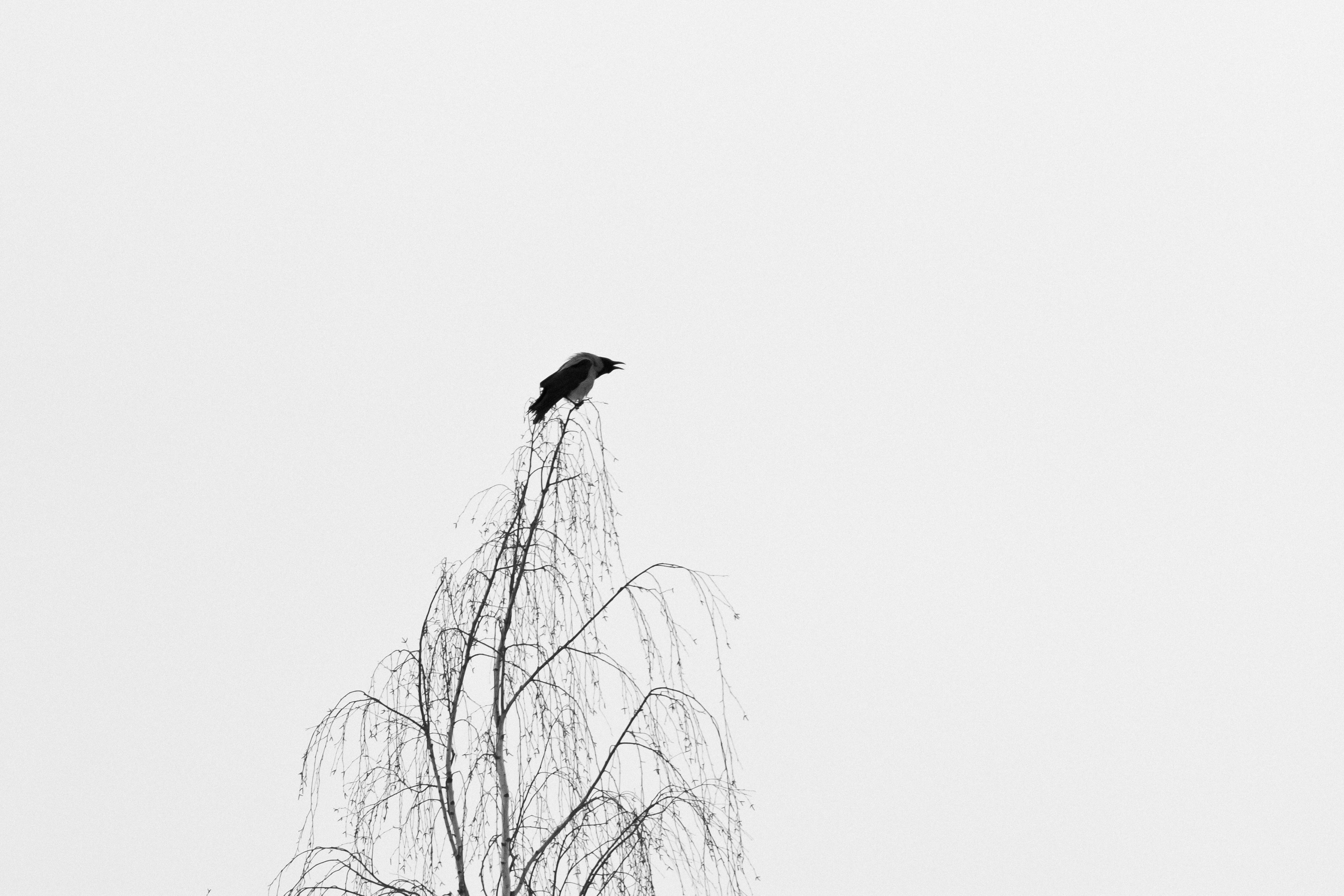 Photo by valentinhintikka