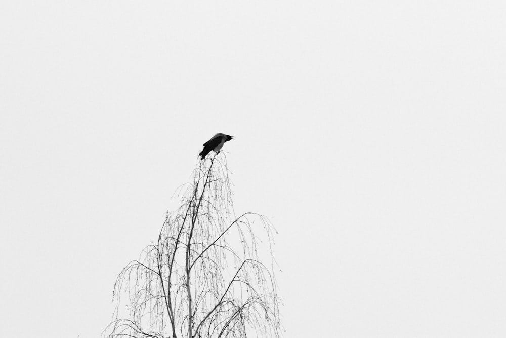 Schwarzer Vogel tagsüber auf kahlem Baum
